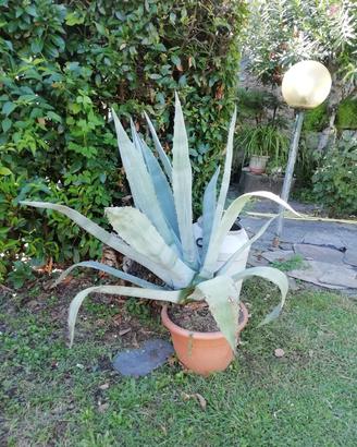 pianta Agave