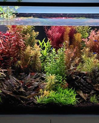 piante acquario