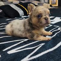 Bulldog francese Fluffy