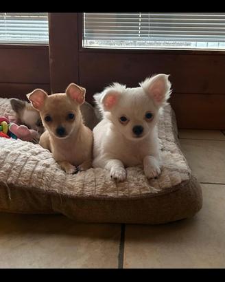 Chihuahua cuccioli pelo corto e pelo lungo