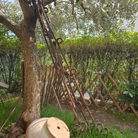 Ww1 kuk coda di porco