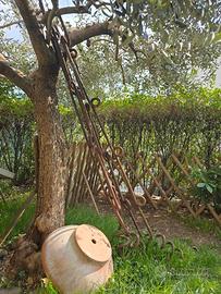 Ww1 kuk coda di porco