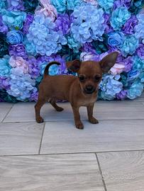 Chiwawa da borsetta