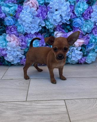 Chiwawa da borsetta