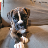 Cuccioli Boxer