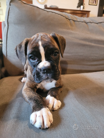 Cuccioli Boxer