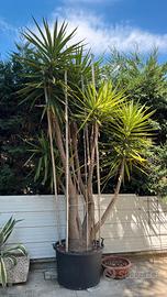 Yucca gigante 25 anni