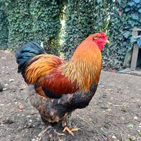 Gallo brahma