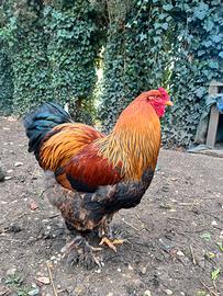 Gallo brahma