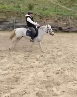 Pony 135