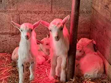 Capretti maschi e femmine razza saanen