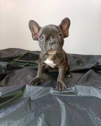 Bulldog francese cuccioli