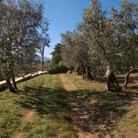 Uliveto