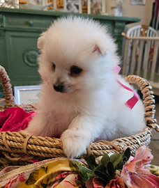 Allevamento Volpino Italiano