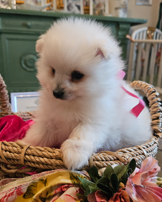 Allevamento Volpino Italiano