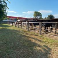 Pensione cavalli