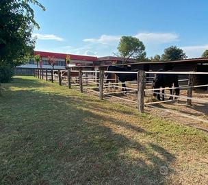 Pensione cavalli