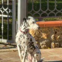 Dalmata maschio per accoppiamento