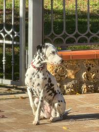 Dalmata maschio per accoppiamento