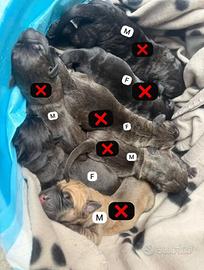 Cuccioli di cane corso