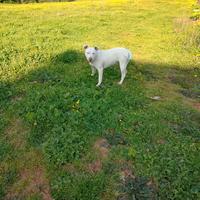 Cucciola di 7 mesi Amstaff