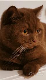 Gattini British shorthair