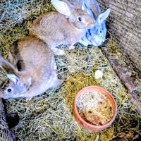 Femmina piu 2 maschi pronti per accoppiare CONIGLI