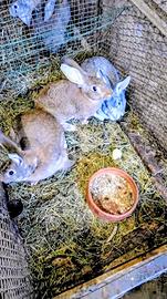 Femmina piu 2 maschi pronti per accoppiare CONIGLI