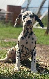Dalmata puppies