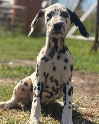 Dalmata puppies