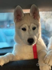 Siberian Husky pedigree enci