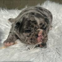 Bulldog francesi blu