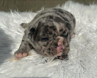 Bulldog francesi blu