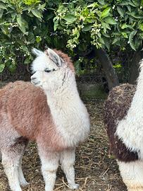 Alpaca per fattorie didattiche