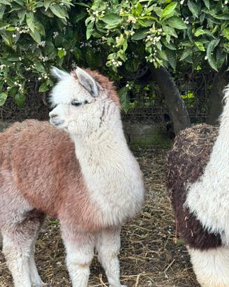 Alpaca per fattorie didattiche