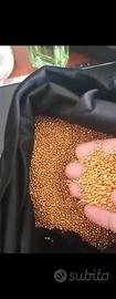  Pepite oro 24 kt da collezione privata