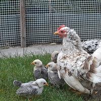 Pulcini di galline Serama