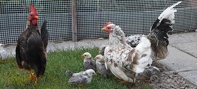 Pulcini di galline Serama