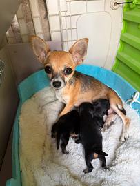 Cuccioli piccoli di chihuahua e pincher