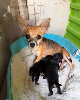 Cuccioli piccoli di chihuahua e pincher