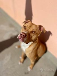 Pitbull maschio
