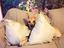 Immagine 4