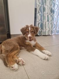 cucciolo Pastore Australiano 
