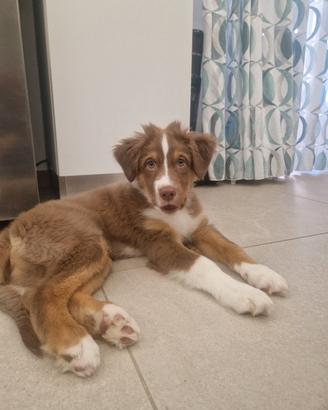 cucciolo Pastore Australiano 