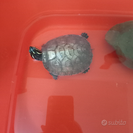 Tartarughe d'acqua
