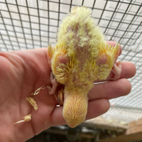 Pappagalli roseicollis inseparabili
