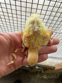 Pappagalli roseicollis inseparabili