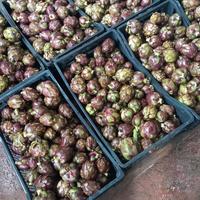 Carciofini piccoli Villasor 10