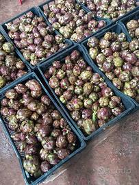 Carciofini piccoli Villasor 10