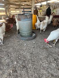 Galline ovaiole